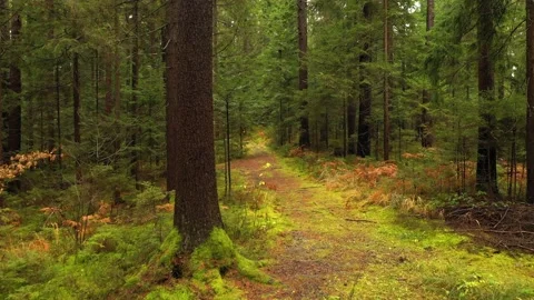 Magic green forest path with trees Stock-Footage 147291501