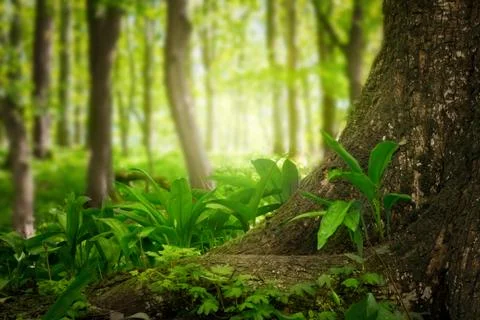 Magic green forest Stock Photos