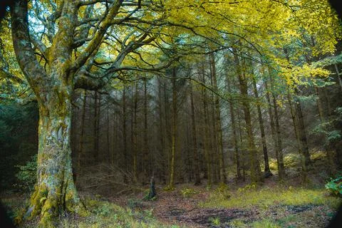 Magic green forest Stock Photos