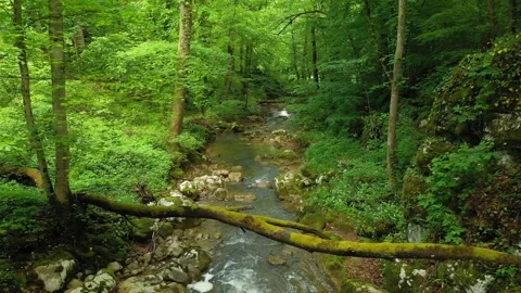 Magic green forest river background Stock-Footage 334808566