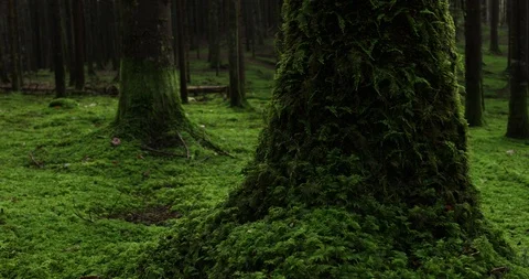 Magic green mossy trees in forest Stock Footage 96448656