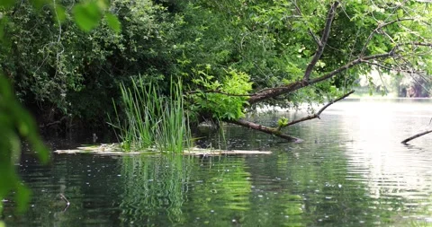Magic green river bank background 스톡 동영상 131788800