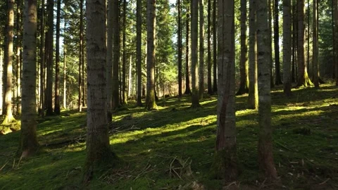 Magic green sunny forest trees Stock Footage 337656198