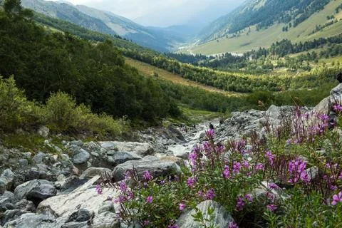 Magic green valley with mountain stream and flowers, Caucasus Stock Photos