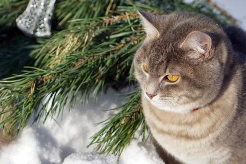 Magic grey  Scottish cat with silver  christmas bell on snow background. Stock Photos