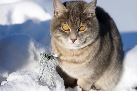 Magic grey  Scottish cat with silver  christmas bell on snow background. Stock Photos