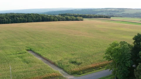 Magic hour cornfield and power lines Stock Footage 140065454