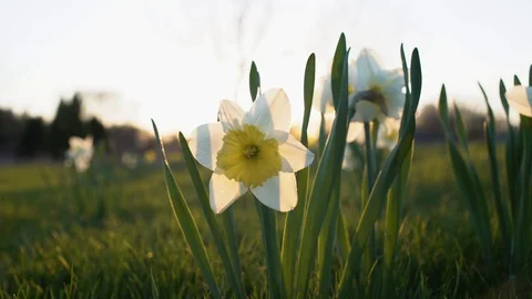 Magic Hour Daffodils Stock Footage 89550462