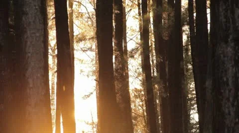 Magic Hour in Forest with Light Rain Stock Footage 10574942