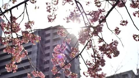 The Magic Hour: Japan's Cherry Blossoms Glowing in Daylight Stock Footage 312242383