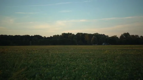 Magic Hour Soybeans Stock Footage 71629502