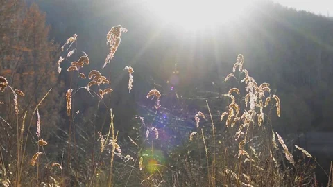 Magic hour time in the meadow with herbs and dry grass in fall Stock Footage 84902989