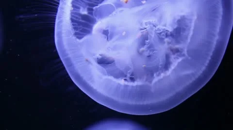 Magic jellyfish in a close up 스톡 동영상 8947134