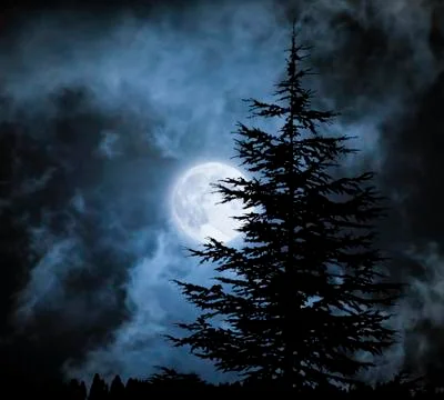 Magic landscape with pine tree  under dramatic cloudy sky at full moon Stock Photos