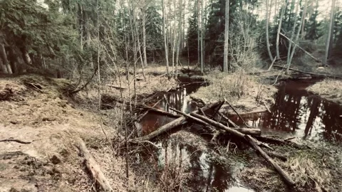 Magic Latvian forest Stock Footage 307059327