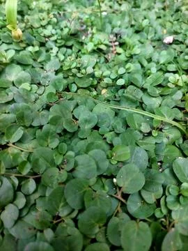 Magic Leaves Stock Photos