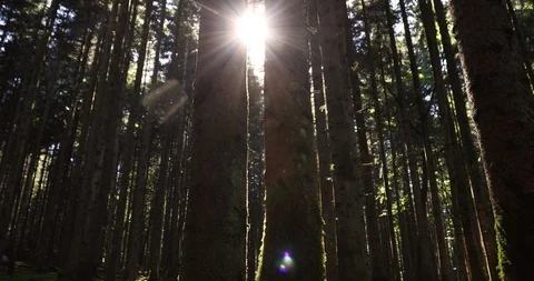 Magic light in fairytale forest Видео 95777411