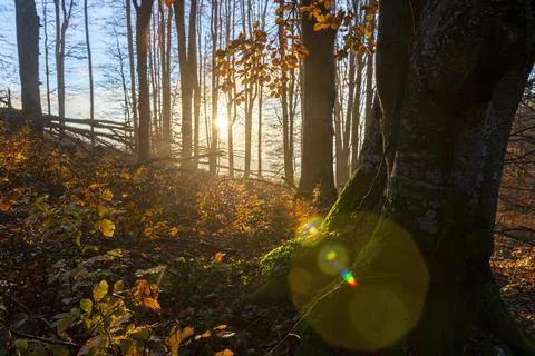 Magic light in the forest. Stock Photos