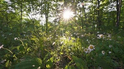 Magic light of sun in green forest nature with beautiful daisy flowers Stock Footage 259171376