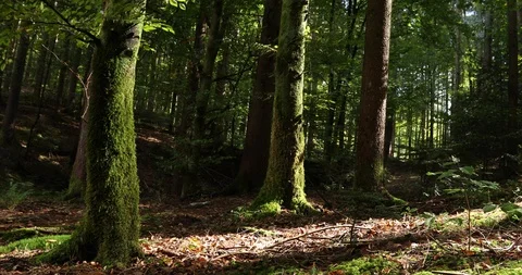 Magic light in sunny forest Vídeos de archivo 96217328