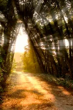 Magic light through plants in beautiful forest Stock Photos