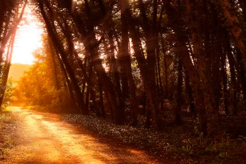 Magic light through plants in beautiful forest Stock Photos