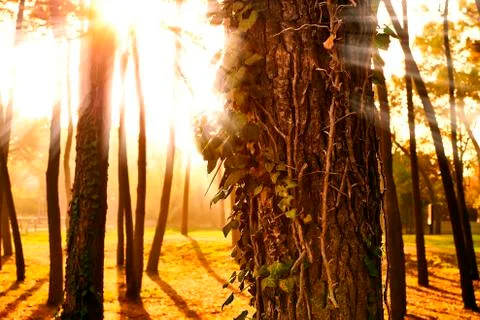 Magic light through plants in beautiful forest Stock Photos