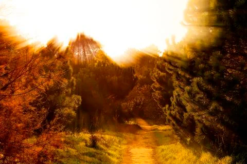 Magic light through plants in beautiful forest 写真素材