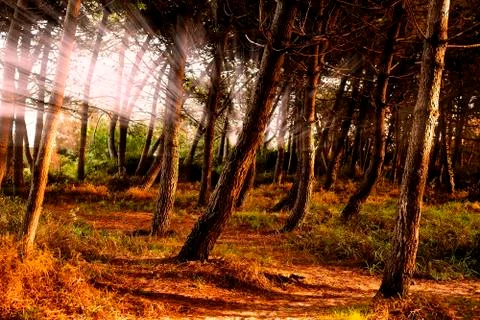 Magic light through plants in beautiful forest Stock Photos