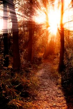 Magic light through plants in beautiful forest Stock Photos