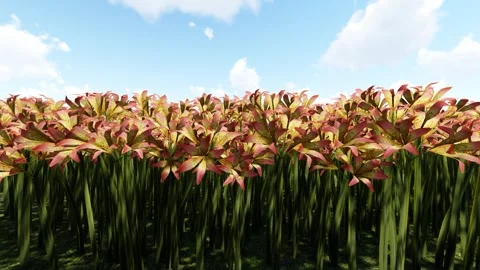 Magic Lily Orange flower 스톡 동영상 340024085