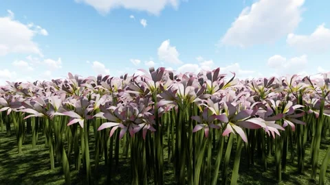 Magic Lily Pink flower Vidéo 340022386