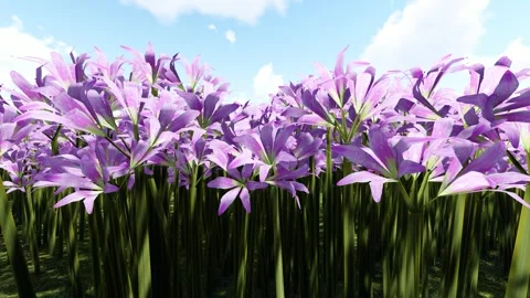 Magic Lily Purple flower 스톡 동영상 340019955