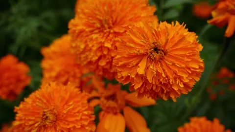 The Magic of Marigold Flowers in 4K Stock Footage 252099237