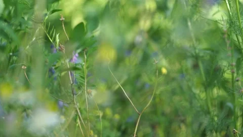 Magic meadow, plants, out of focus. Meadow flowers swing from the wind. Vídeos de archivo 157491099