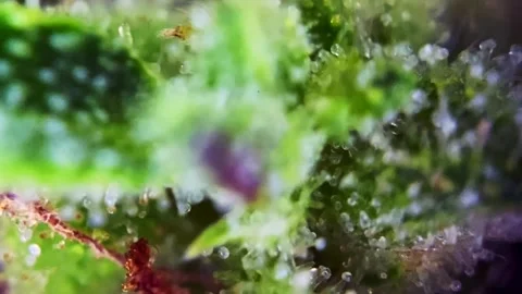 Magic Microscopic view showing milky cannabis trichomes. Stock Footage 345338733