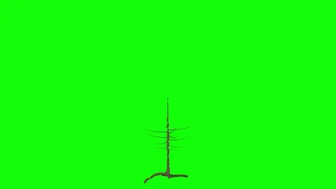 Magic money tree - looping 3d animation on green background. Stock Footage 113343272