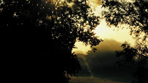 Magic morning Video stock 263142233