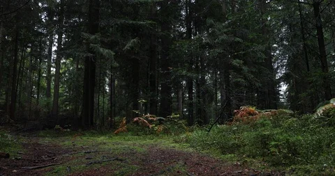 Magic mossy forest floor during rainfall Stock-Footage 95497304