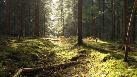 Magic mossy forest floor with sunlight Vídeos de archivo 124497738