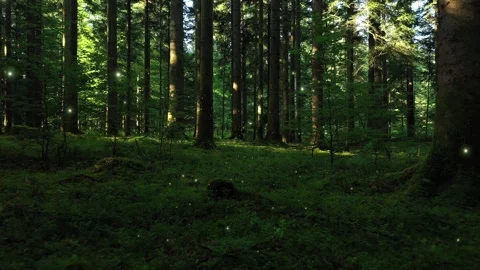 Magic mossy forest with flying flickering fireflies animation Stock Footage 341897839