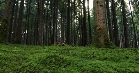 Magic mossy forest landscape 動画素材 95553557