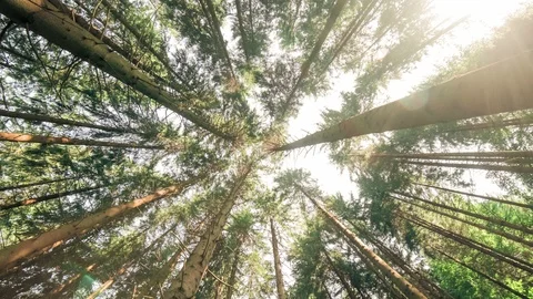 Magic mountain forest with pine trees towards sky. ultra wide Stock Footage 113743544