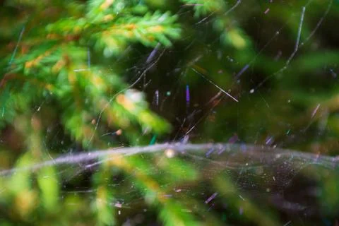Magic multi-colored cobweb against the background of a coniferous forest. Cop Stock Photos