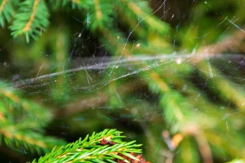 Magic multi-colored cobweb against the background of a coniferous forest. Cop Stock Photos