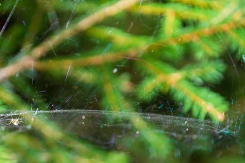 Magic multi-colored cobweb against the background of a coniferous forest. Cop Stock Photos