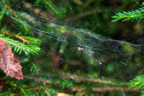 Magic multi-colored cobweb against the background of a coniferous forest. Cop Stock Photos