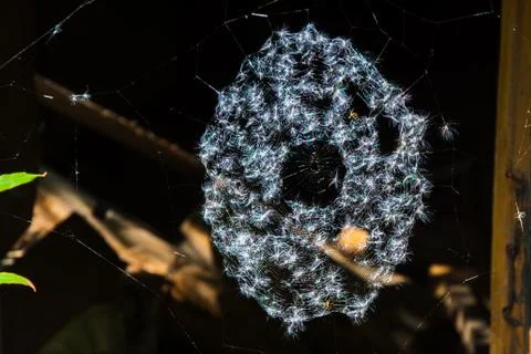 Magic multi-colored cobweb against the background of a coniferous forest. Cop Stock Photos