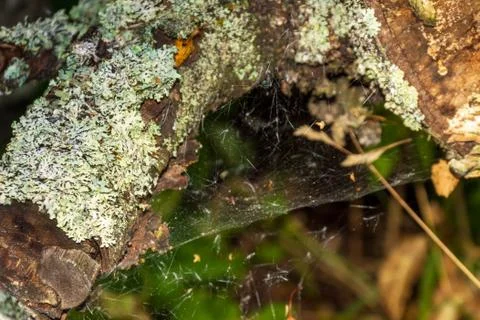 Magic multi-colored cobweb against the background of a coniferous forest. Cop Stock Photos