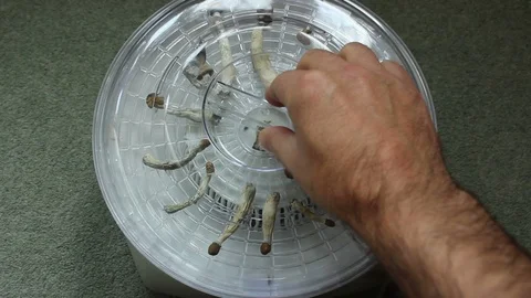 Magic mushroom drying in an Electric Food Dehydrator-putting lid on - right hand Stock Footage 122624924